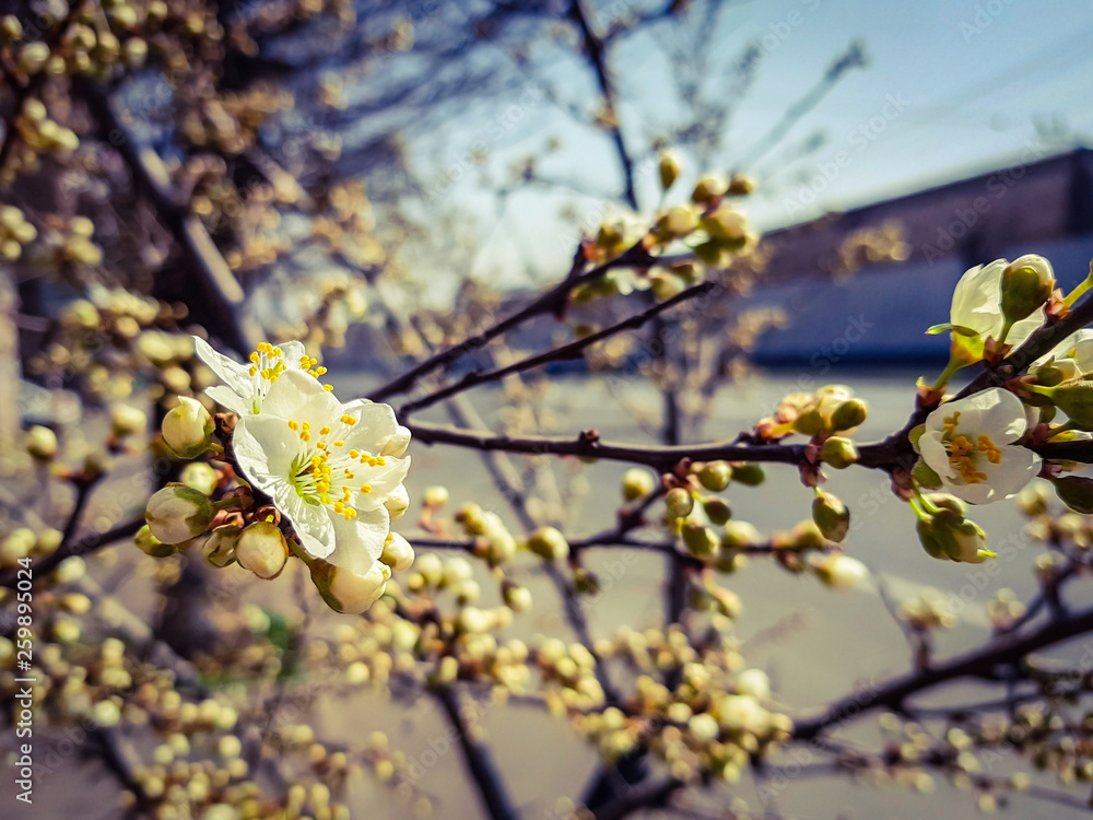 flower of cherry tree on street background flower of cherry tree on street background