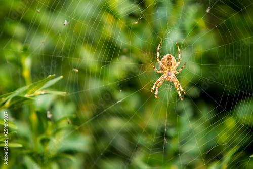 orange spider on a web against a green bush
