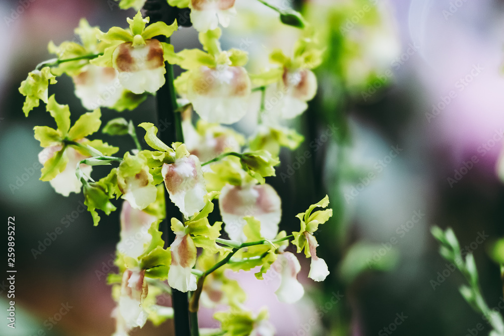 Fototapeta premium Orchidée