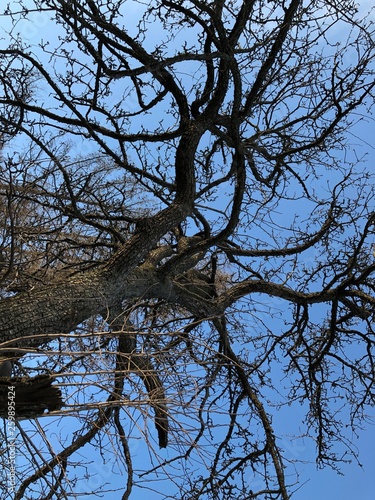 Obraz na płótnie Stare drzewo