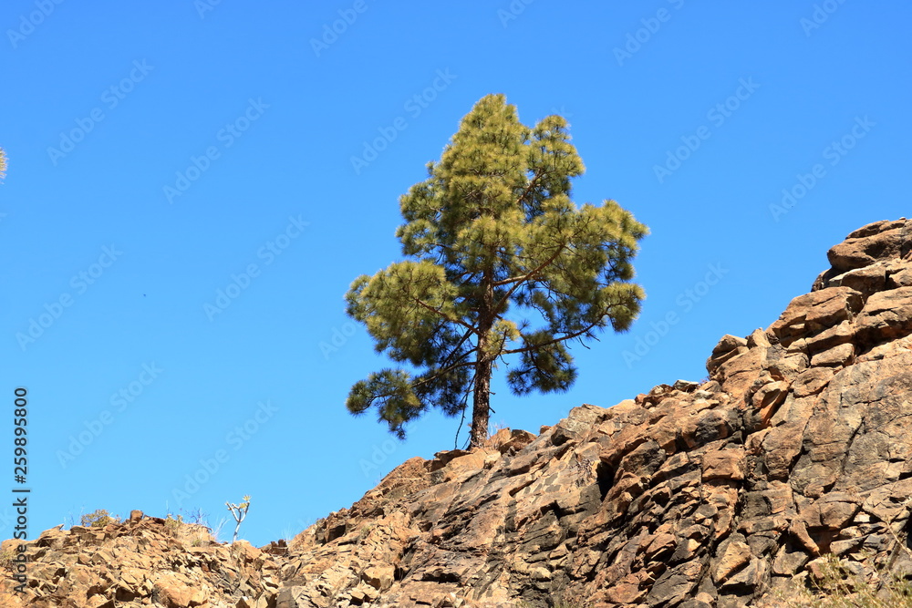 Canary Island pine forest in the interior of the Gran Canaria Island, Spain Canary Island pine forest in the interior of the Gran Canaria Island, Spain