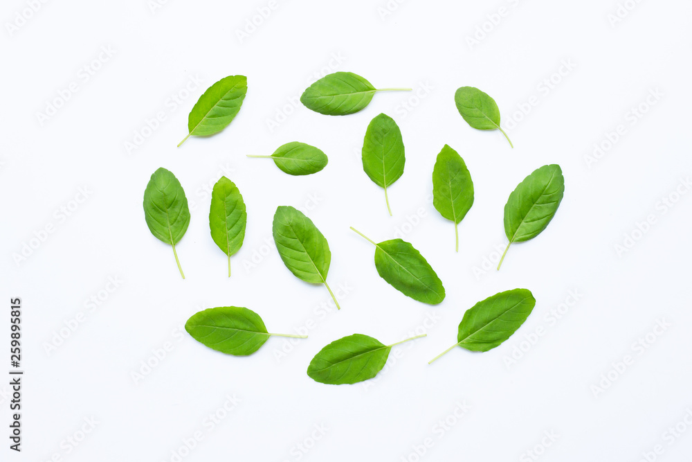 Holy basil leaves on white Holy basil leaves on white