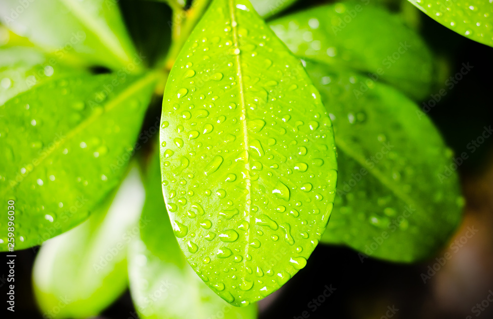 Fototapeta premium Wet Surface of Leaf