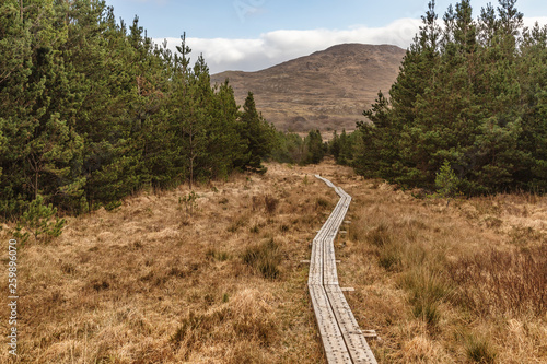 Western way trail in a bog with pine forest around