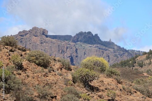 Flora of Gran Canaria, yellow flowers of Adenocarpus foliolosus