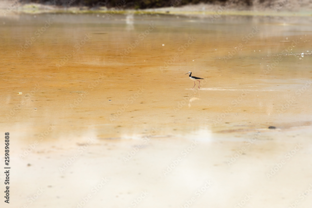 Pied Stilt in New Zealand standing in water Pied Stilt in New Zealand standing in water