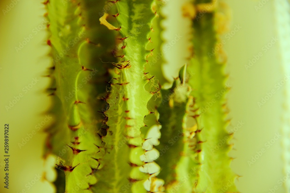Naklejka premium Cactus green with prickles on the leaves, background. Green leaf of a cactus with spikes on a bright sunny day, close-up. Lots of green cactus leaves with spikes, selective focus. 