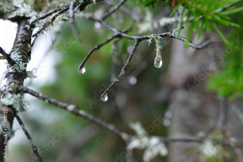 raindrops on an old branch in the forest