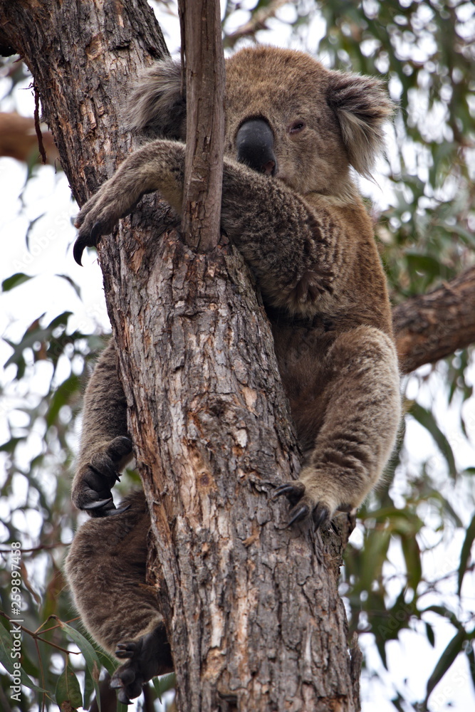 Obraz premium Cute sleepy Koala sitting on a tree and hugging it
