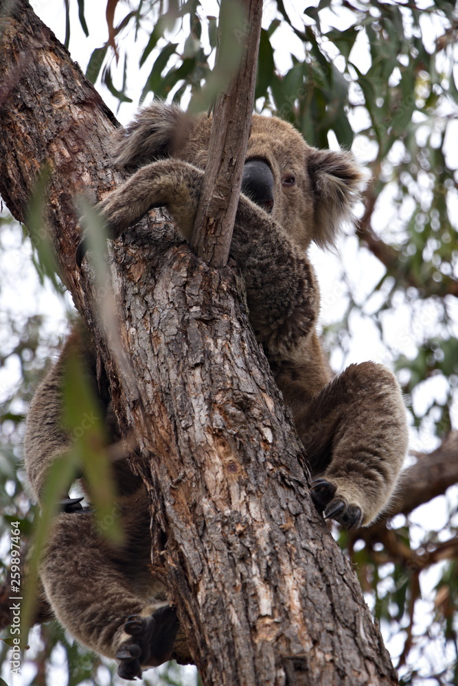 Cute sleepy Koala sitting on a tree and hugging it Cute sleepy Koala sitting on a tree and hugging it