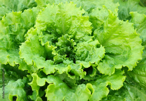 A bush of fresh green salad