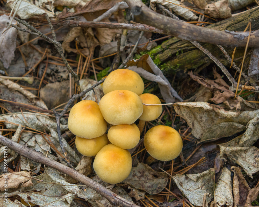 Dangerous mushrooms close-up growing on a fallen tree in the forest. Dangerous mushrooms close-up growing on a fallen tree in the forest.
