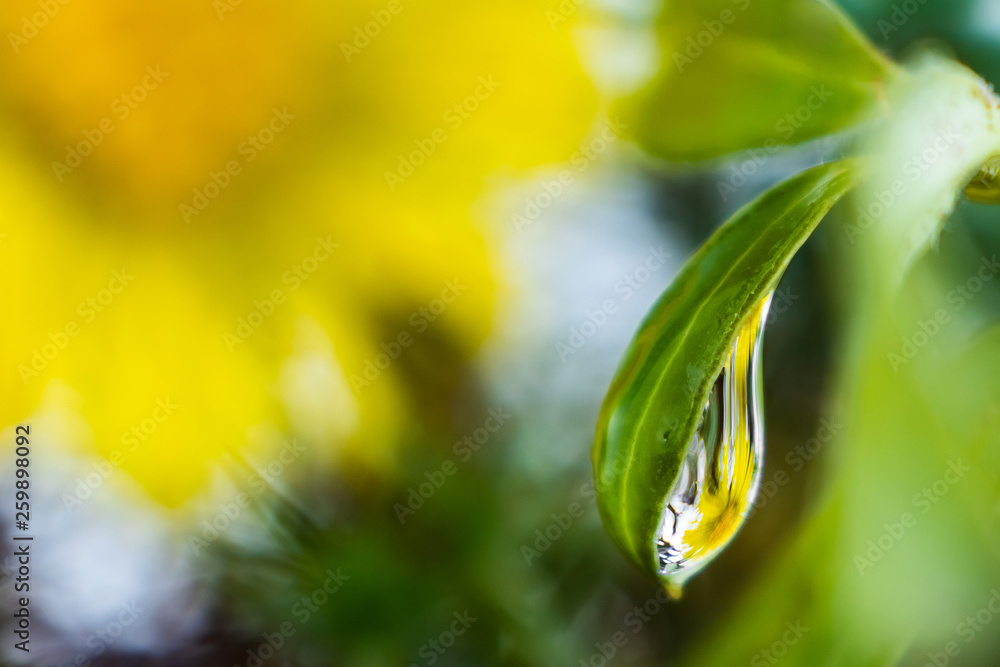 A drop of water on the green leaf of the plant, which reflects the yellow flower of the coltsfoot. Bright maro photograph in green and yellow colors with a beautifully blurred background. The image is A drop of water on the green leaf of the plant, which reflects the yellow flower of the coltsfoot. Bright maro photograph in green and yellow colors with a beautifully blurred background. The image is