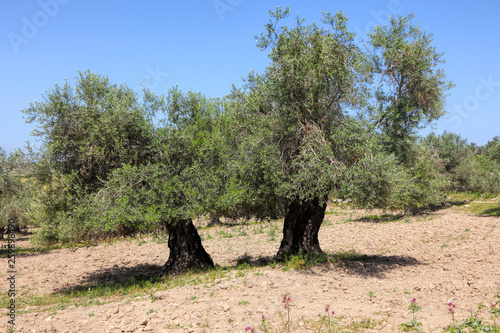 Textured old paper with image of ancient olive tree growing on Judaean Mountains (Judaean Hills), Israel. Bible and Holy land memory historical landscape. Eternity, heritage and environment protection