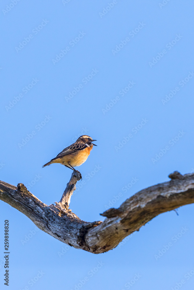 Singing Whinchat bird on a tree branch against a blue sky Singing Whinchat bird on a tree branch against a blue sky