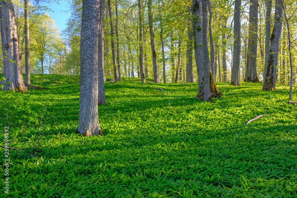 Fototapeta premium Woodland with green wild garlic leaves