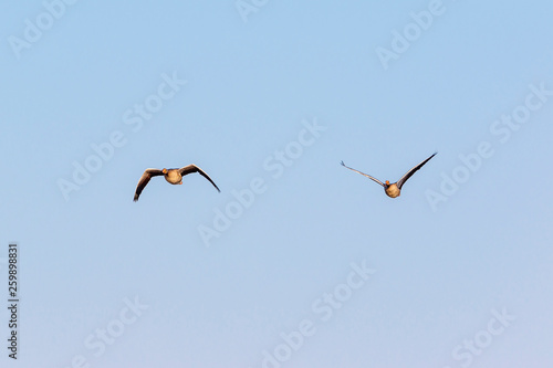 Pair of Greylag goose flying in the sky