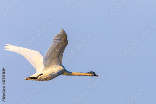 Alone Mute swan flying at a the blue sky at spring