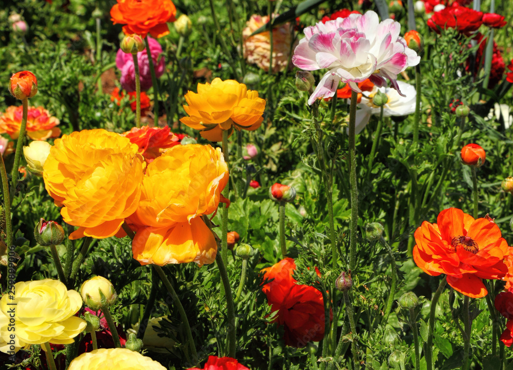 Spring beautiful blossoming of magnificent garden buttercups. Multicolored flowers on agricultural plantation. Lovely flowering summer Spring beautiful blossoming of magnificent garden buttercups. Multicolored flowers on agricultural plantation. Lovely flowering summer