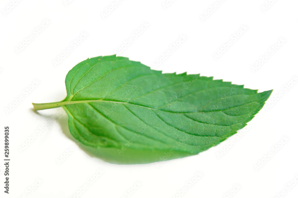 Obraz premium Fresh raw mint leaf isolated on white background