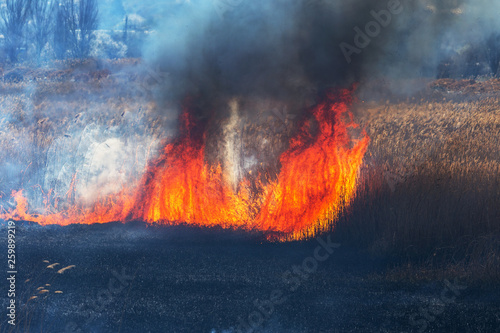 Raging forest spring fires. Burning dry grass, reed along lake. Grass is burning in meadow. Ecological catastrophy. Fire and smoke destroy all life. Firefighters extinguish Big fire. Lot of smoke