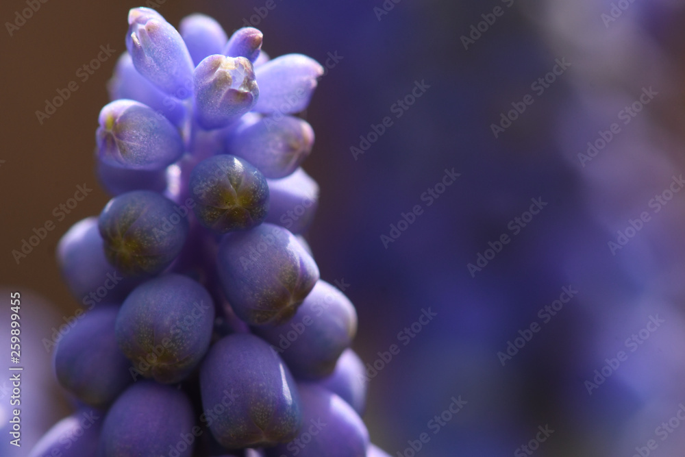Blaue Hyazinthe in Nahaufnahme blauem Hintergurnd, Bokeh Blaue Hyazinthe in Nahaufnahme blauem Hintergurnd, Bokeh