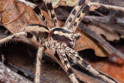 Marbled huntsman spider foraging on the rainforest floor, Queensland, Australia