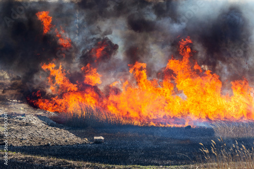 Raging forest spring fires. Burning dry grass, reed along lake. Grass is burning in meadow. Ecological catastrophy. Fire and smoke destroy all life. Firefighters extinguish Big fire. Lot of smoke © Aleksandr Lesik