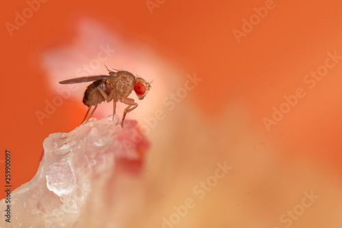 Valokuva Vinegar fruit flies, Drosophila, a common kitchen pest feeding on food scraps