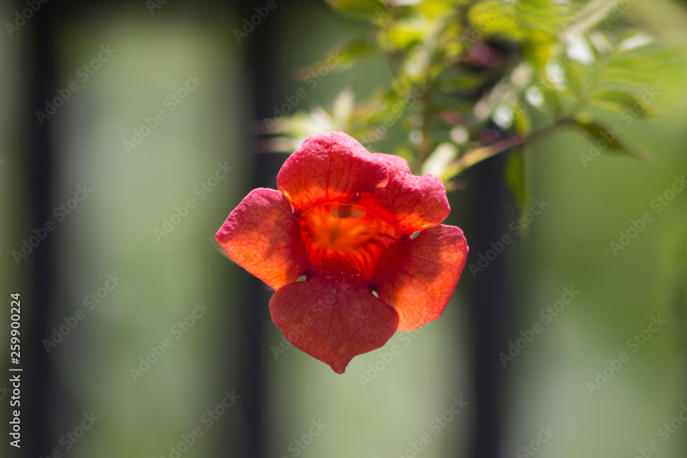 Fototapeta premium Beautiful Spring, Summer flowers