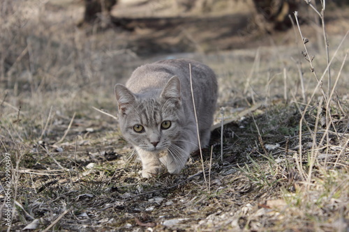  cute kitty Yuki photo