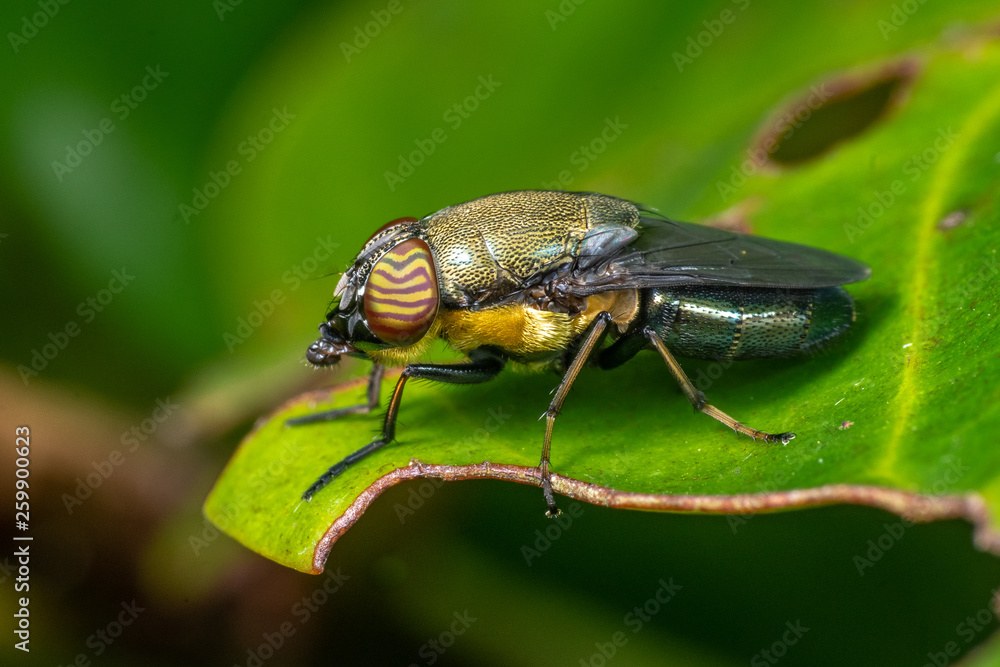 Colourful blowfly, Stomorhina sp, Calliphoridae, with amazing eyes, in tropical rainforest Colourful blowfly, Stomorhina sp, Calliphoridae, with amazing eyes, in tropical rainforest