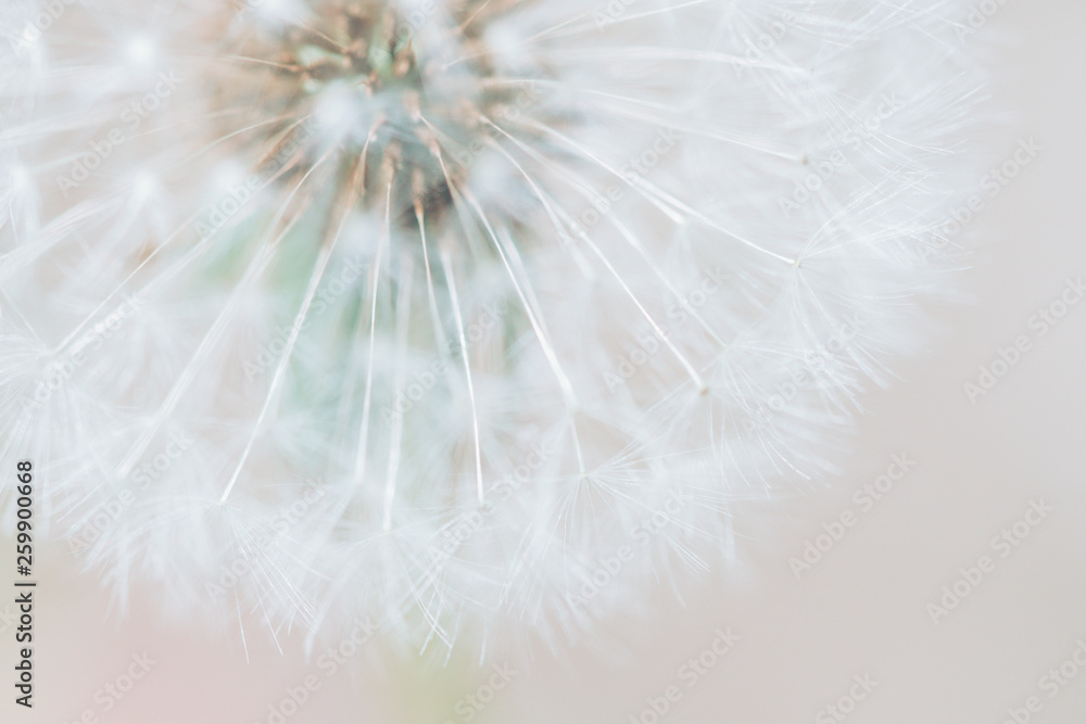 Obraz premium タンポポ