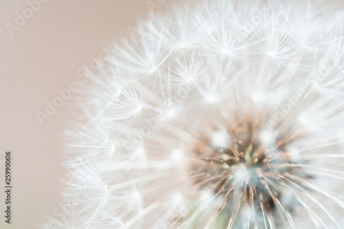 タンポポ © Mugen images