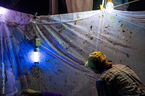 Entomologists, insect scientists, collecting moths, beetles and other insects from a UV light sheet in the Daintree Rainforest, tropical north Queensland, Australia