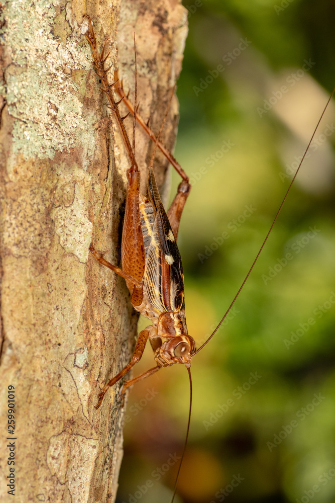 True cricket adult, Cardiodactylus novaeguineae, in tropical rainforest True cricket adult, Cardiodactylus novaeguineae, in tropical rainforest