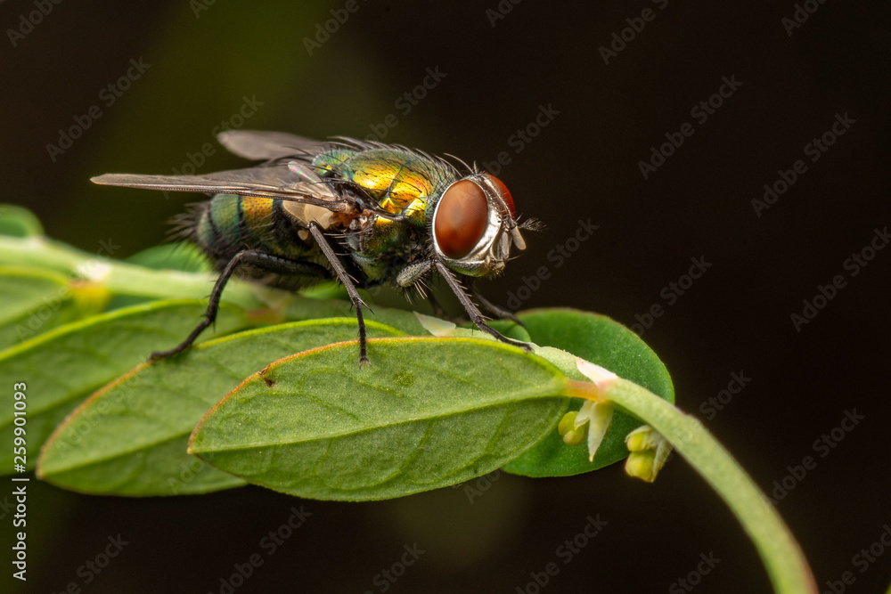 Fototapeta premium Bronze green blow fly, close up image on leaf.