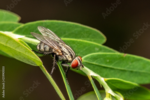 Bush fly, Musca vetustissima, at rest. Queensland, Australia.