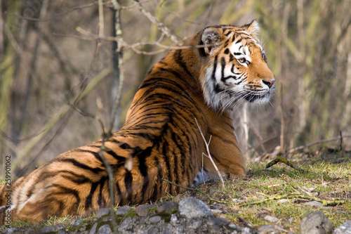 Siberian Tiger resting under the sun