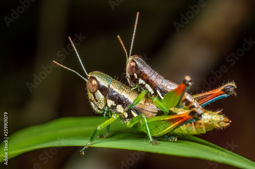 Colourful rainbow grasshoppers, Methiola picta, mating in tropical rainforest