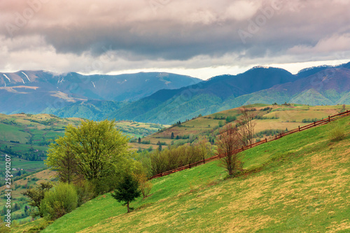 rural countryside in mountains. village in the distant mountain. agricultural fields on hills. trees on grassy slope. wonderful springtime landscape on cloudy forenoon weather
