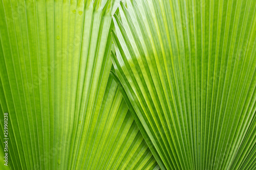 Natural background  tropical leaf close up  selective focus.