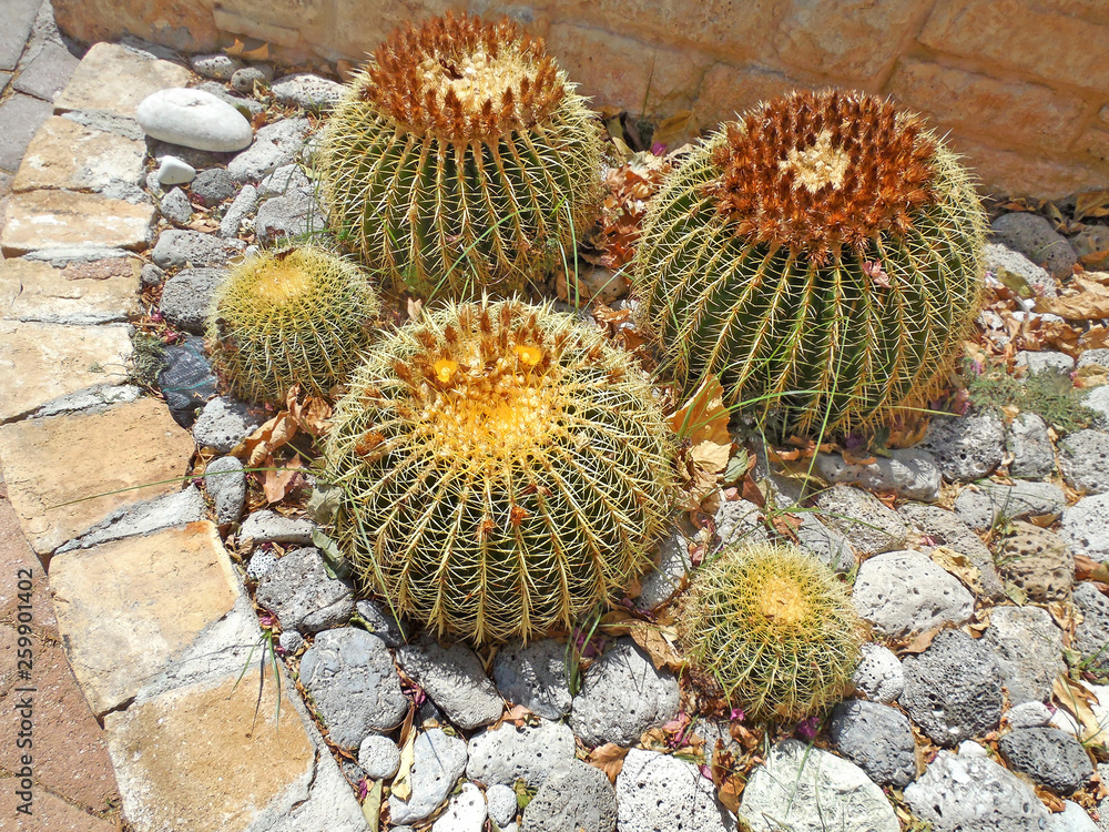 cactus plants in the garden - echinocactus plants with big thorns and blooming flowers on top cactus plants in the garden - echinocactus plants with big thorns and blooming flowers on top