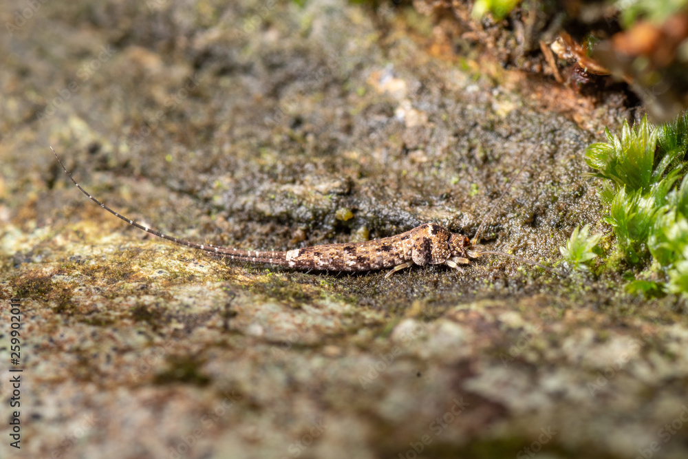 Jumping bristletail, Archaeognatha, an unfrequently seen insect from the Queensland rainforest floor. Jumping bristletail, Archaeognatha, an unfrequently seen insect from the Queensland rainforest floor.