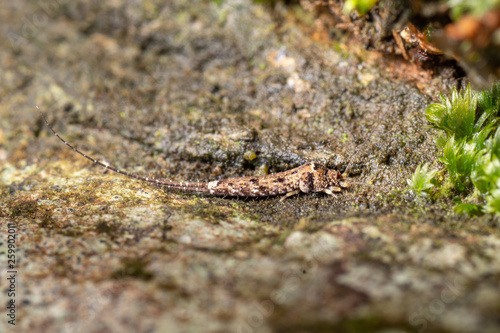 Jumping bristletail, Archaeognatha, an unfrequently seen insect from the Queensland rainforest floor.