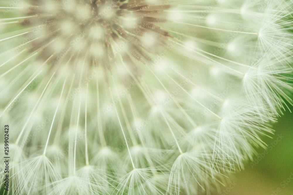 Fototapeta premium Mniszek lekarski