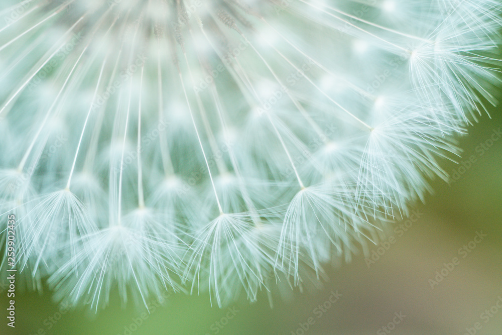 Fototapeta premium タンポポ