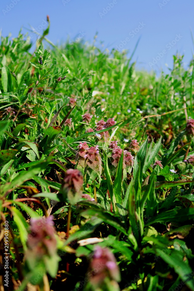 Obraz premium 春の姫踊り子草咲く江戸川土手と青空風景