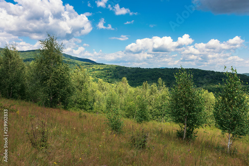 Fototapeta Naklejka Na Ścianę i Meble -  young forest on the grassy hill. wonderful summer weather with cloudy sky. beautiful nature scenery in mountains