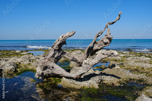 Strand am Mittelmeer mit Baumwurzel